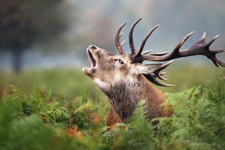 Brame du cerf au Haut Jardin