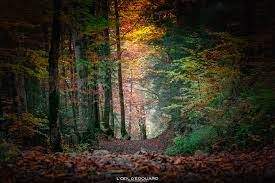 Randonée en fôret dans les vosges